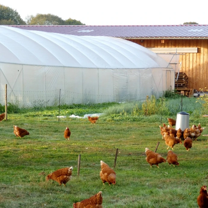 Récolte des oeufs avec les enfants