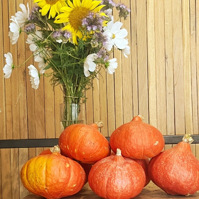 citrouilles halloween courges