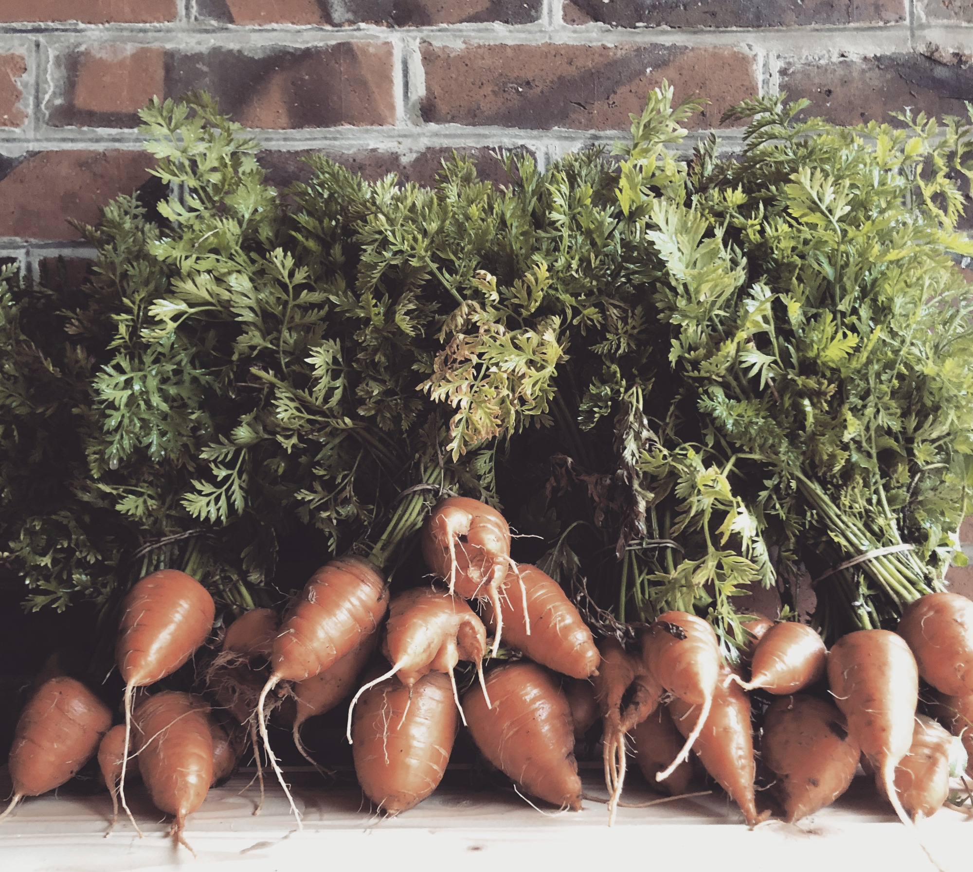 Technique: Semis des Carottes