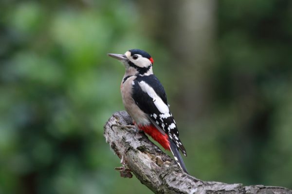 great-spotted-woodpecker-g403748920_1920