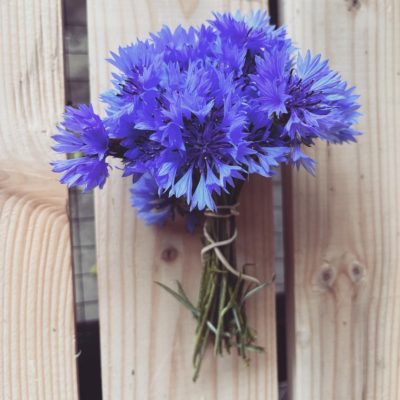 Bleuets Bleuet