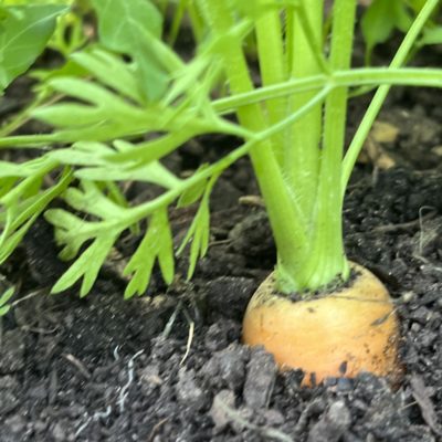 Carottes 2 Carottes à 70 jours