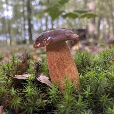 Cepes 2 Pleins de cèpes cette année !