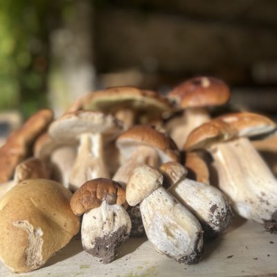 Cepes Des cèpes pour la vente à la ferme