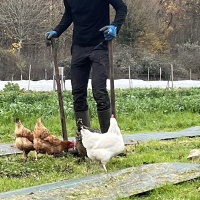 Grelinette Poules Les poules aiment la grelinette