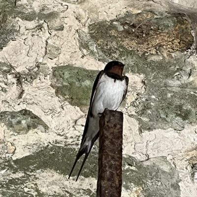 Hirondelle Papa Hirondelle veille sur sa famille