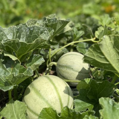 Melons Melons