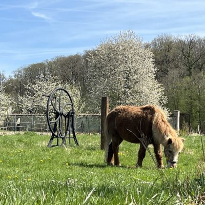Pom Pom fleurs Pom Pom notre vieux poney préféré