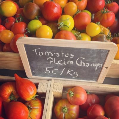 Tomates 1 Tomates plein champ