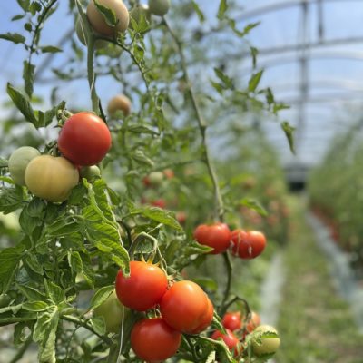 Tomates 2 Tomates