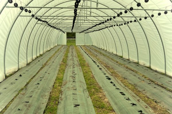 Serre à Tomates Prête pour la Plantation - Avril 2023